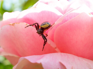 close view of small spider on pink rose flower