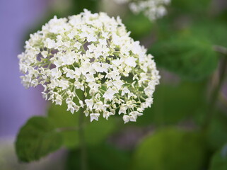 爽やかなアジサイのお花畑