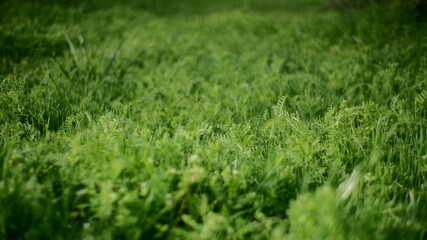 green grass textured background