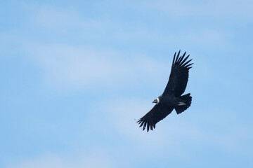 vulture in flight