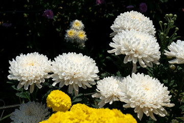 Beautiful flowers of chrysanthemums