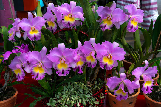 Cattleya flowers planted in pots