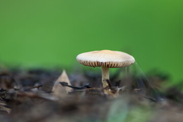 mushroom in the forest