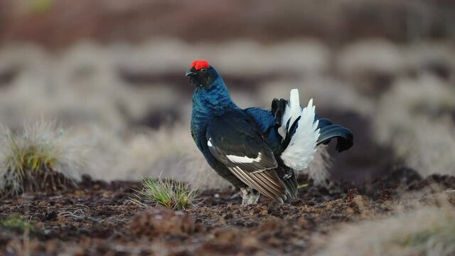 Black Grouse on spring bog ready for fighting, lekking. Spring colors of moors with black grouse, blackcock. Male Black Grouse lek game at sunrise. Lyrurus tetrix lekking in Estonia, Saaremaa swamp