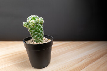 A cactus in a black plastic pot sits on a woodwork table in the dark background.