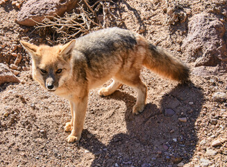 Culpeo (Lycalopex culpaeus), Andean fox in the desert, San Pedro de Atacama, Chile