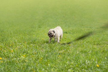 a young pug dog walks in a green summer glade