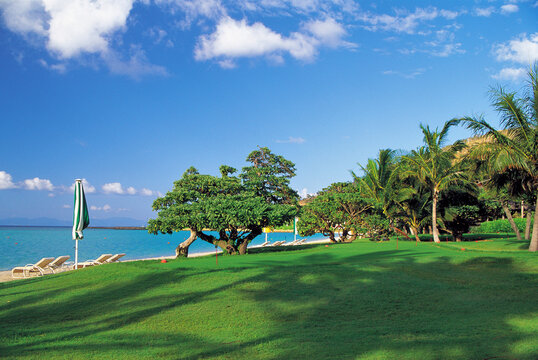 beach with palm trees