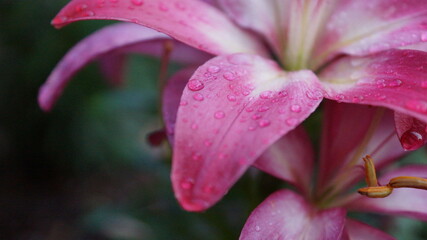 pink lily flower