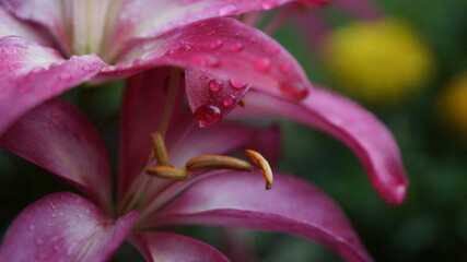 Fototapeta na wymiar close up of a pink lily