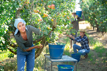 Girl, man and woman harvesting pears in big garden © JackF