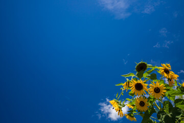 夏の綺麗な青空と満開の向日葵の花の風景