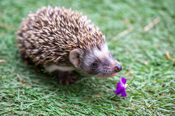 a hedgehog found a beautiful flower on the grass