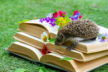 gorgeous bright flowers on a book and a hedgehog