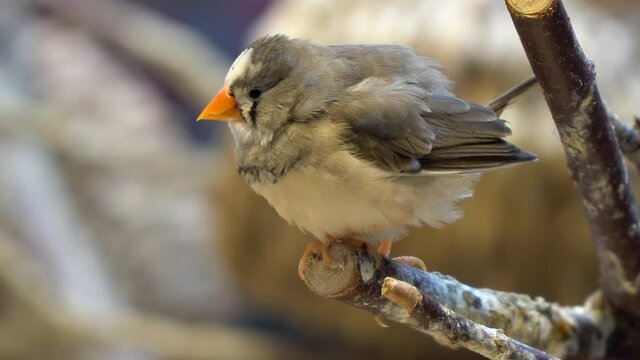 One grey and white finch on a free branch