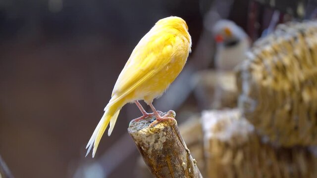 The Saffron Finch (Sicalis flaveola), the Yellow Bird is on cut branch tree backlight
