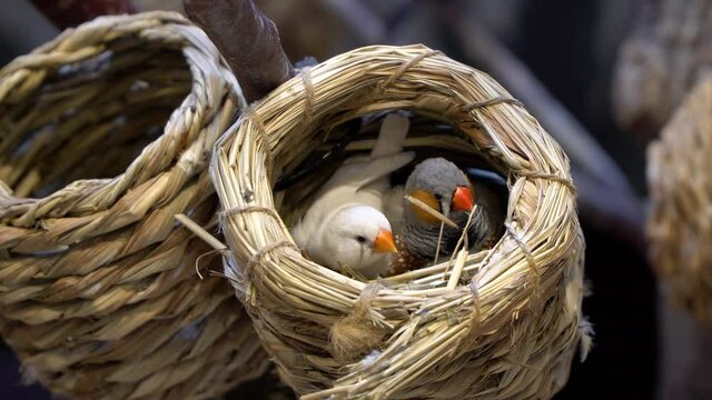 white finch and zebra finch couple looking out from the nest