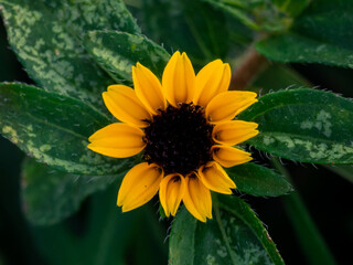 macro yellow flower with water drops
