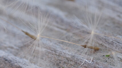 dandelion seed macro image