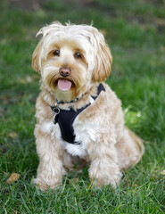 2-Years-Old Male Daisy Dog. There are three dog breeds that make up the Daisy Dog – the Bichon Frise, Poodle, and the Shih-tzu.