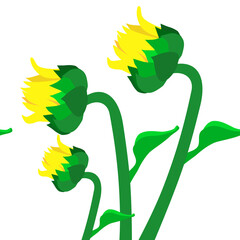 sunflower with leaves isolate vector illustration