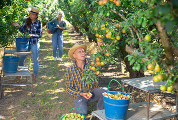 Three workers picking green and pink pears in garden © JackF