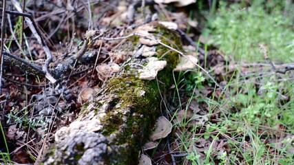 lichen, moss, and grass growing on a dead log