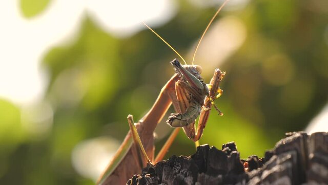 A grasshopper being eaten by the mantis religiosa in Japan near the mount Fuji forest