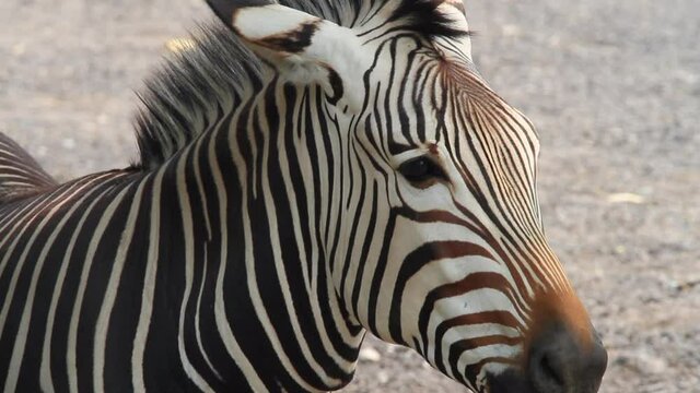 Expressive face of African Zebra as it yawns on late afternoon light