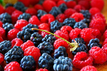 Black and red summer berries still-life. Heap of set of mixed assorted fresh juicy ripe berries bramble, blackberry and red and raspberries close up. Tilt horizon, selective focus