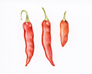 Hand drawn chili illustration