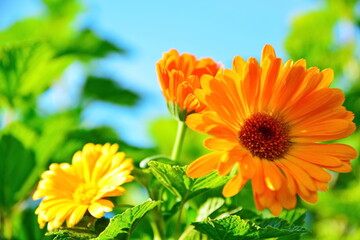 Bright blooming yellow flower of calendula in garden close up on background of blue sky. Bottom view