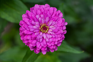 Beautiful pink flower in the garden, Dahlia-flowered zinnia, Zinnia, Common Zinnia, Elegant zinnia.