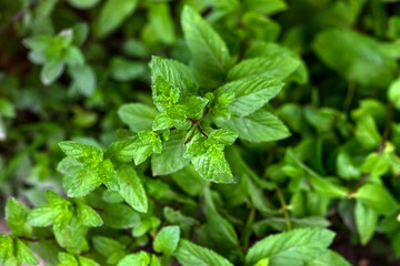 Spearmint, Garden mint, Spear mint, Bush mint, Menthol Mint in the garden bed