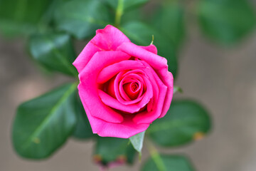 Beautiful pink rose on a flowerbed in the garden