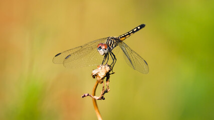 dragonfly on died flower
