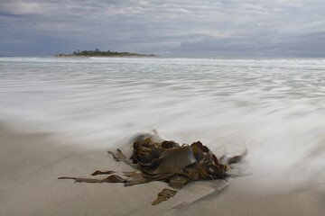 wave and seaweed on beach near bicheno in tasmania