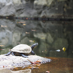 池のカメ