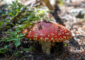 Red fly agaric mushroom or toadstool growing in the forest. Amanita muscaria, toxic mushroom.