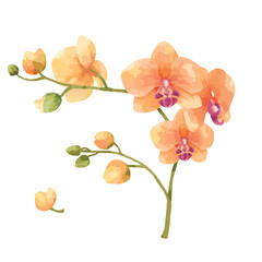 Obraz na płótnie Canvas Hand drawn orchid flower illustration