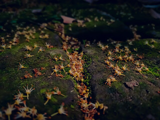 Some small lichee flower fall on mossy brick in the morning when sunlight fall on it.
