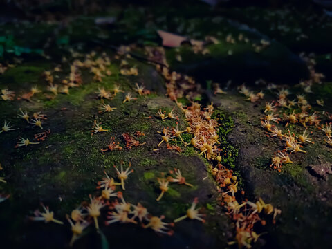 Some small lichee flower fall on mossy brick in the morning when sunlight fall on it.