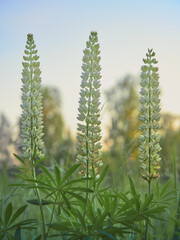 Lupins growing in a meadow near a forest in Finland.