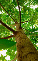 Arboles, bosque, hojas, naturaleza, colores, vida.