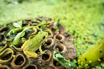 The scenery with lotus flowers in the middle of summer