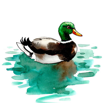 Mallard duck swimming in green water. Ink and watercolor drawing