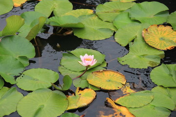 淡いピンク色の花が一輪と、たくさんの丸い葉を水面に浮かせているスイレン