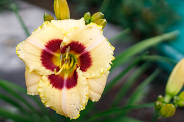 Colourful flowers from my garden