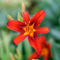 Colourful flowers from my garden