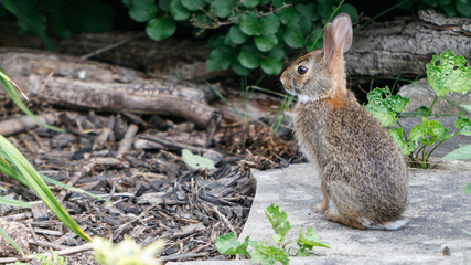 Backyard rabbit